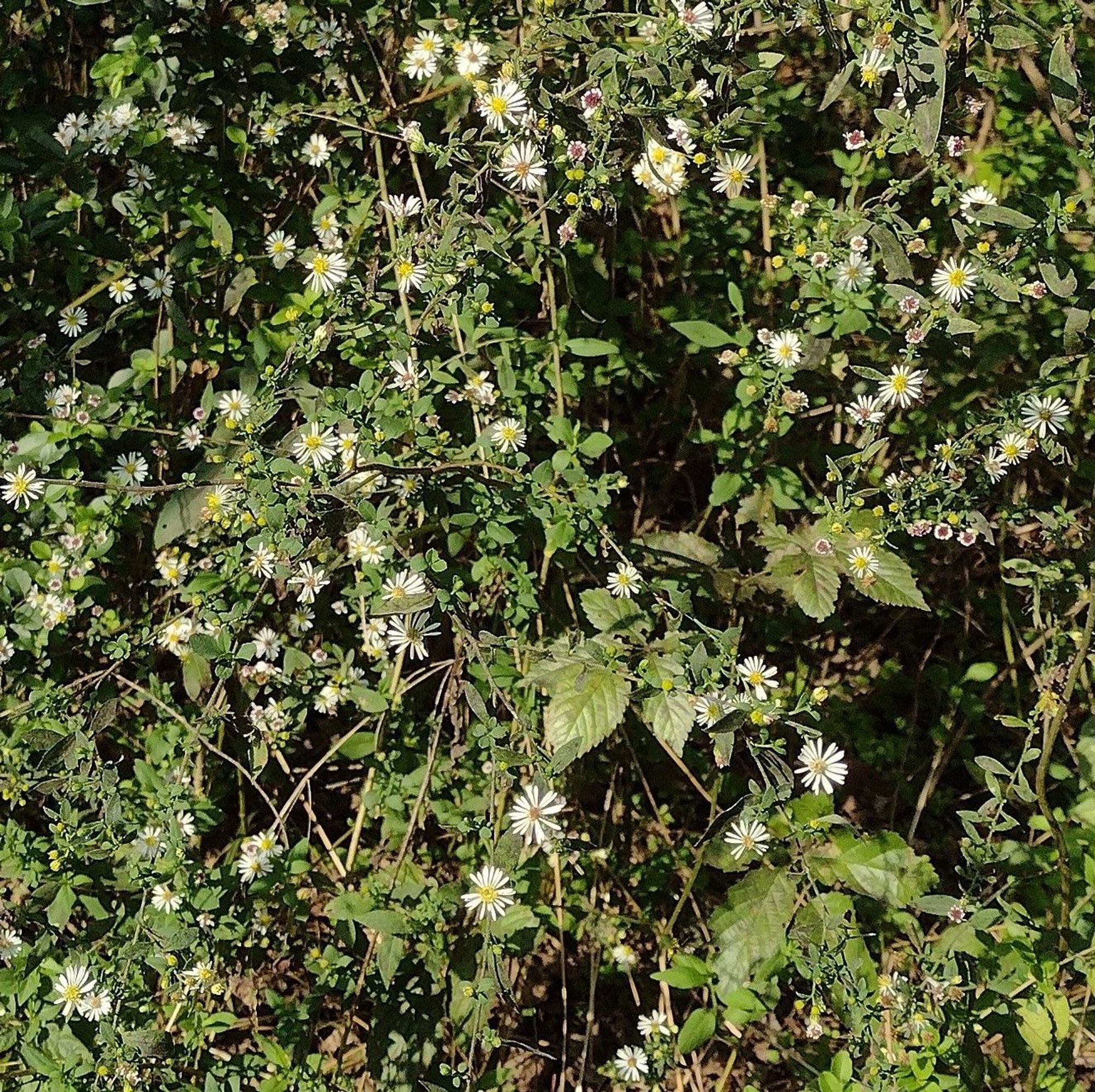 a wild tangle of stems and leaves dotted with white flowers whose centers range from bright yellow to dark purple