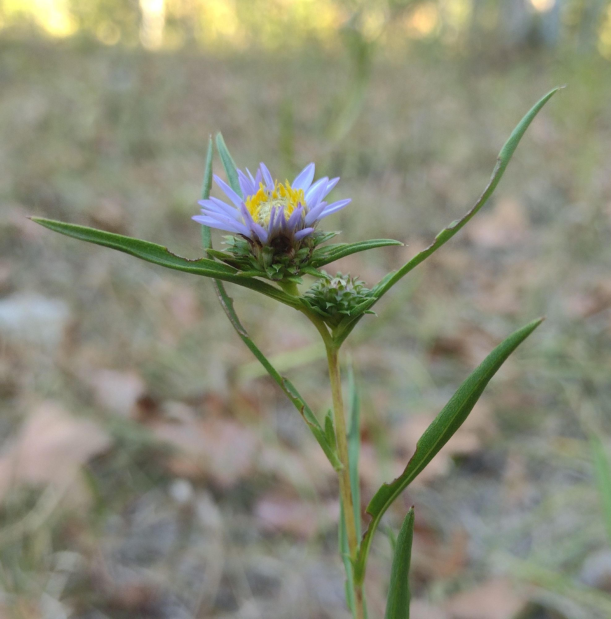 a pale green stem with reddish streaks, with alternate, linear green leaves. at one of the upper leaf axils, a spiky-looking flowerbud is developing. atop the stem there is a composite flower with many soft purple ray florets and bright yellow disk florets on a pillow of rows and rows of green floral bracts