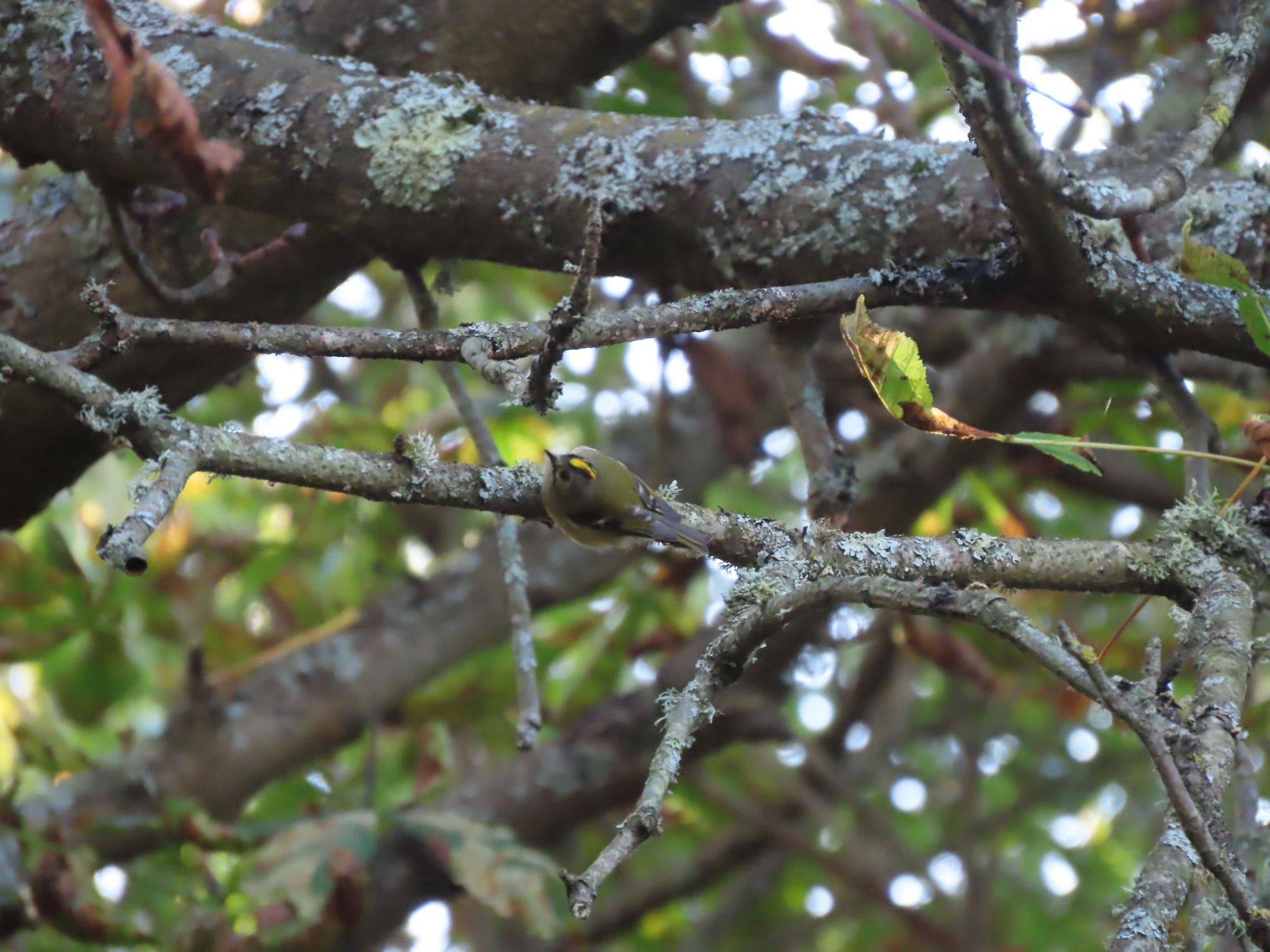 Goldcrest in a tree