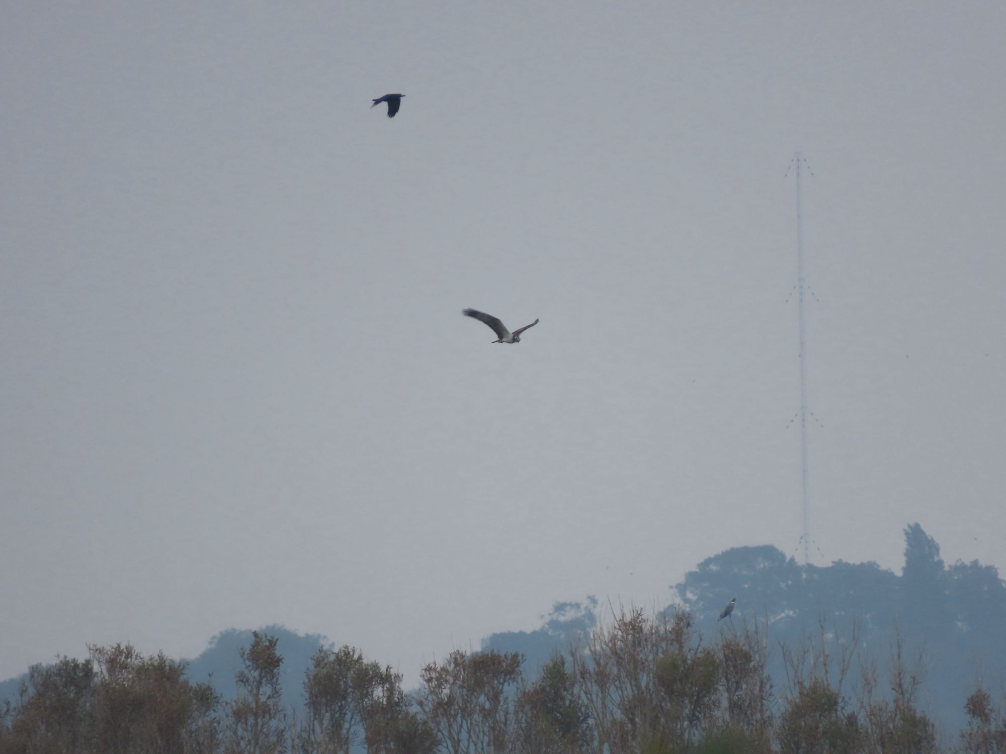 Osprey flying over the trees, chased by a crow. The tall mast at the top end of the valley is visible