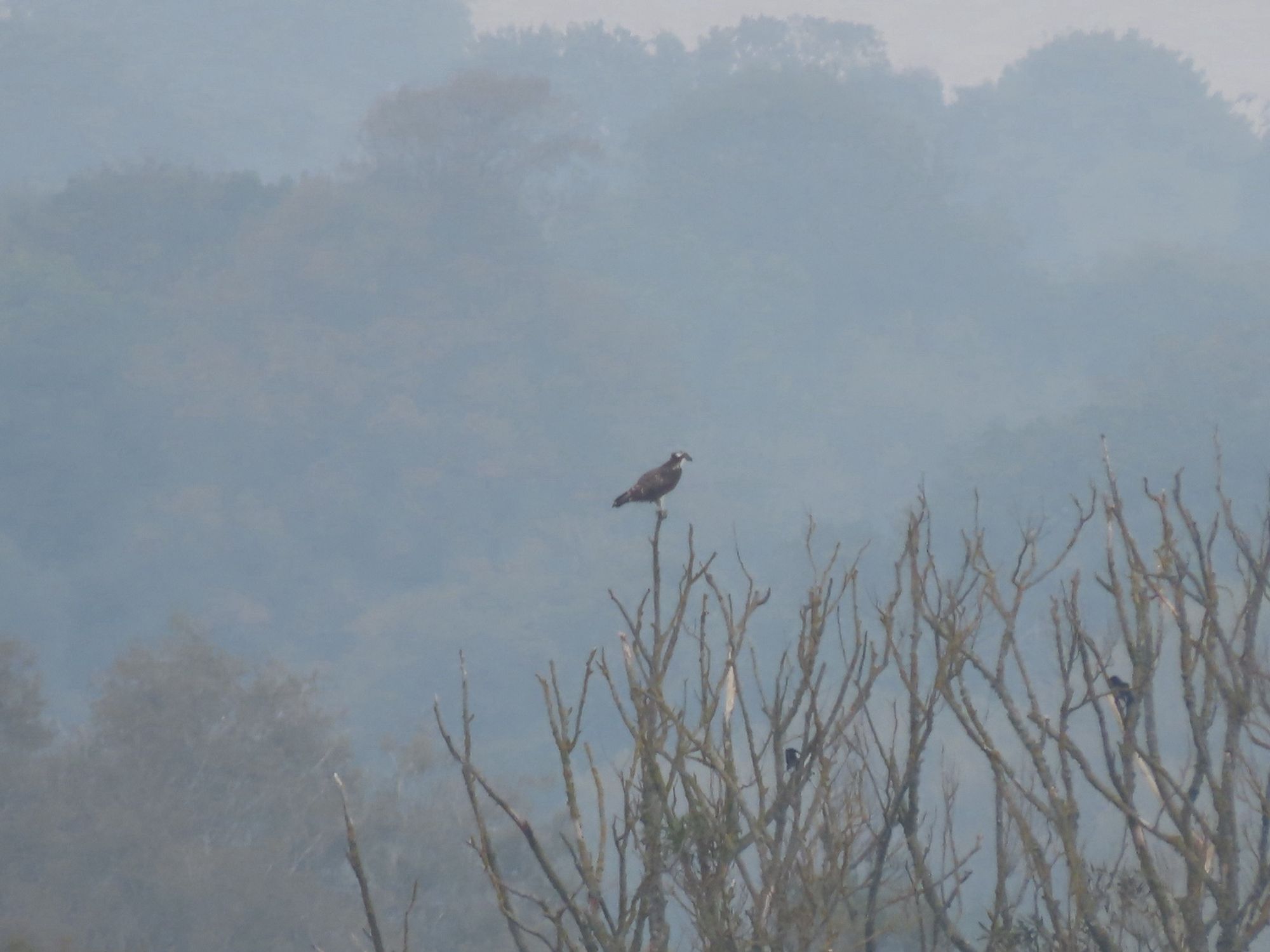 Osprey sat in a dead tree