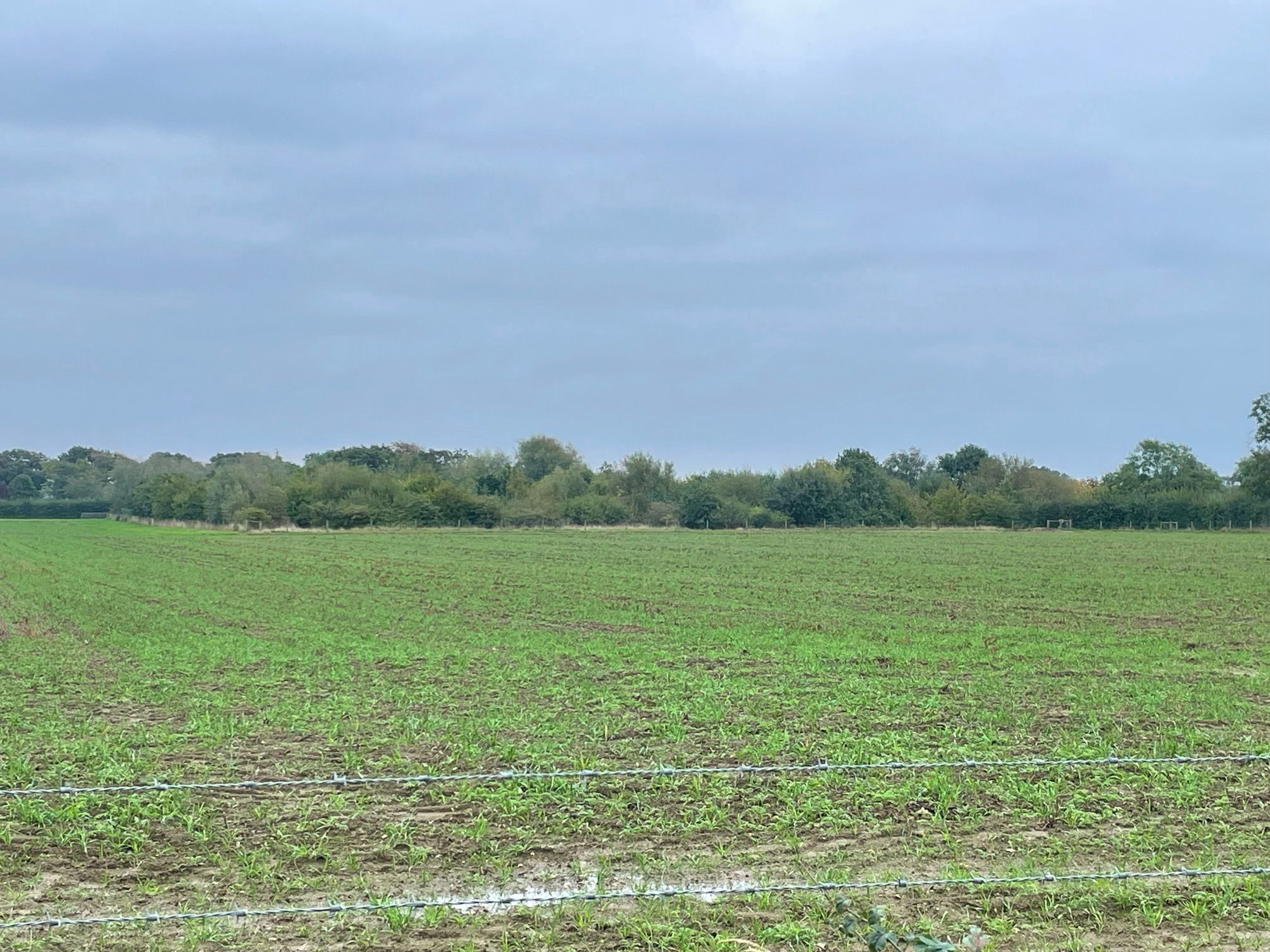 Arable field with grass / geeeb crop in the foreground and a large patch of scrub and trees in the distance. It is overcast