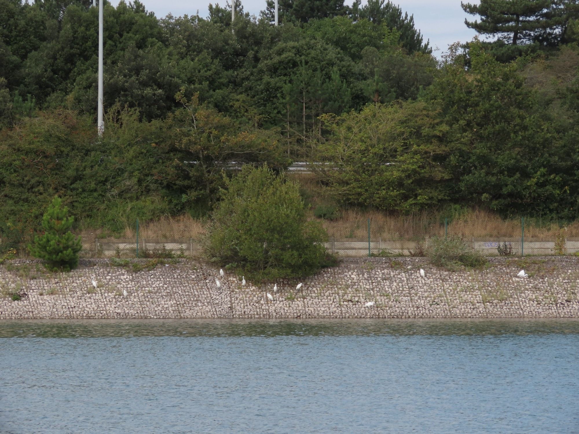 Little Egrets roosting on a man made embankment beside Tipner Lake. There is a motorway behind it and lots of scrub