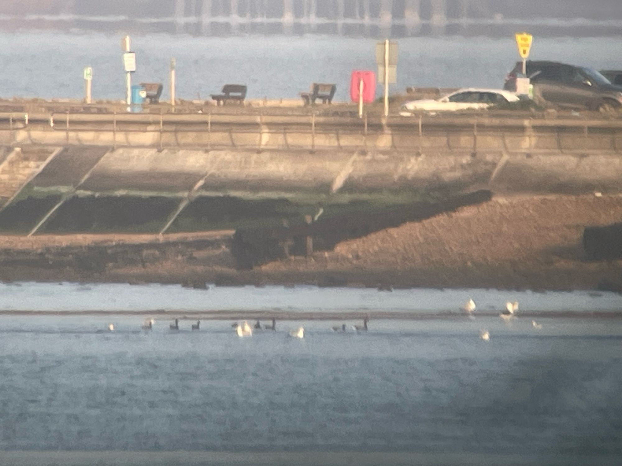 Distant photo showing 8 Dark-bellied Brent Geese in the water below a concrete sea wall. There are white blobs with them that are gulls. A few cars are parked in a car park above the seawall