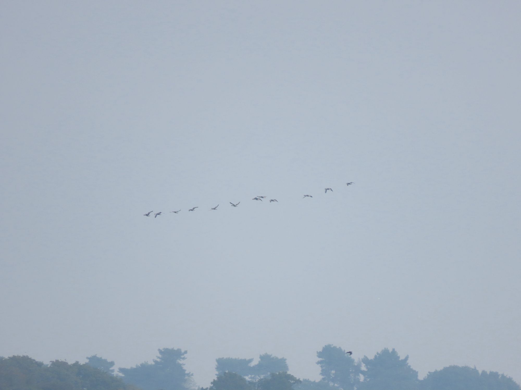 12 Greylag Geese in flight over the trees. It is overcast