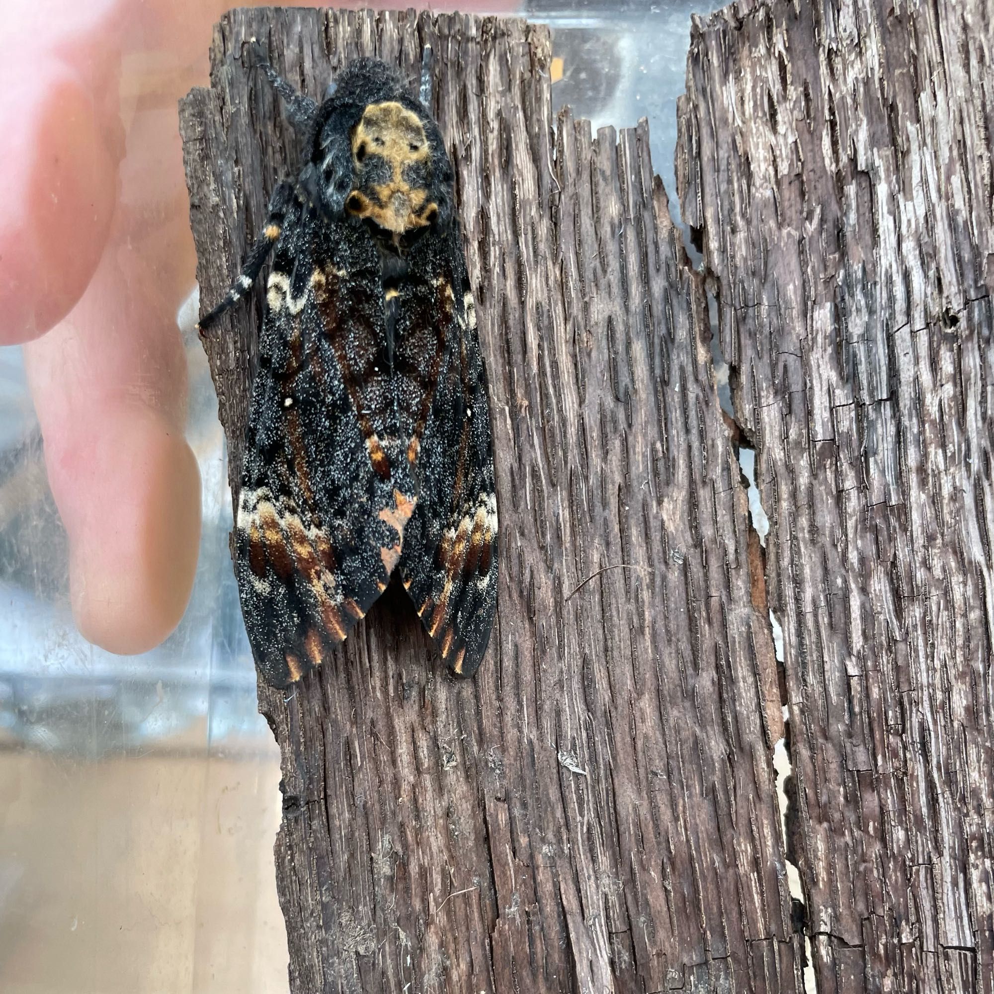 Death's head hawkmoth on a plank of wood. It is in a small tank and someone is holding the tank.