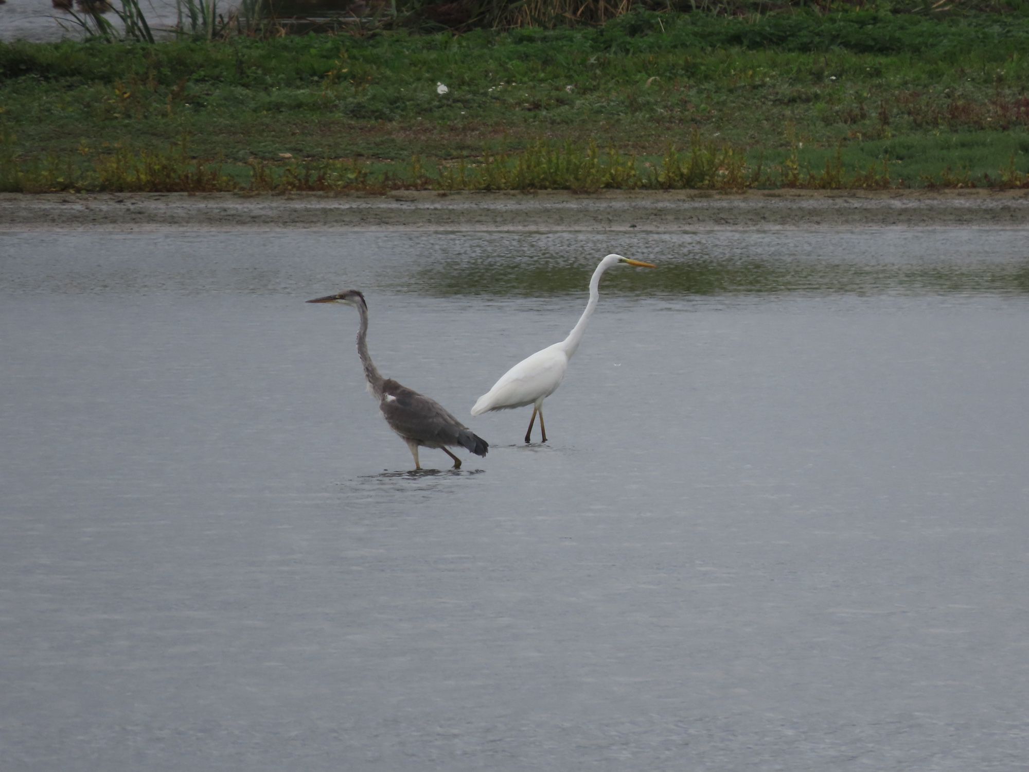 Great White Egret and Grey Heron