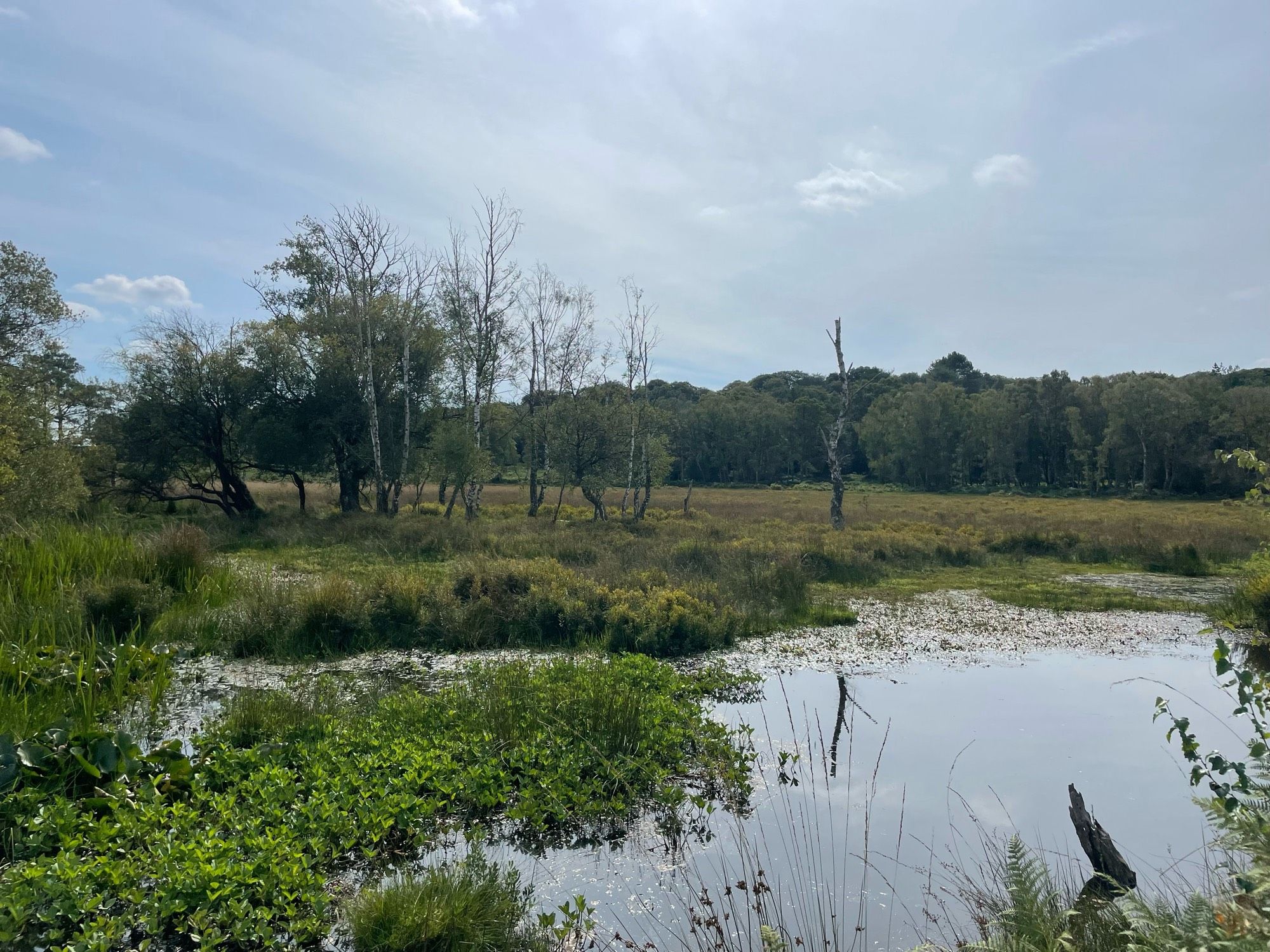 A bog at Shatterford in the New Forest. It is wet with open water and some wet plant species like Bog myrtle.