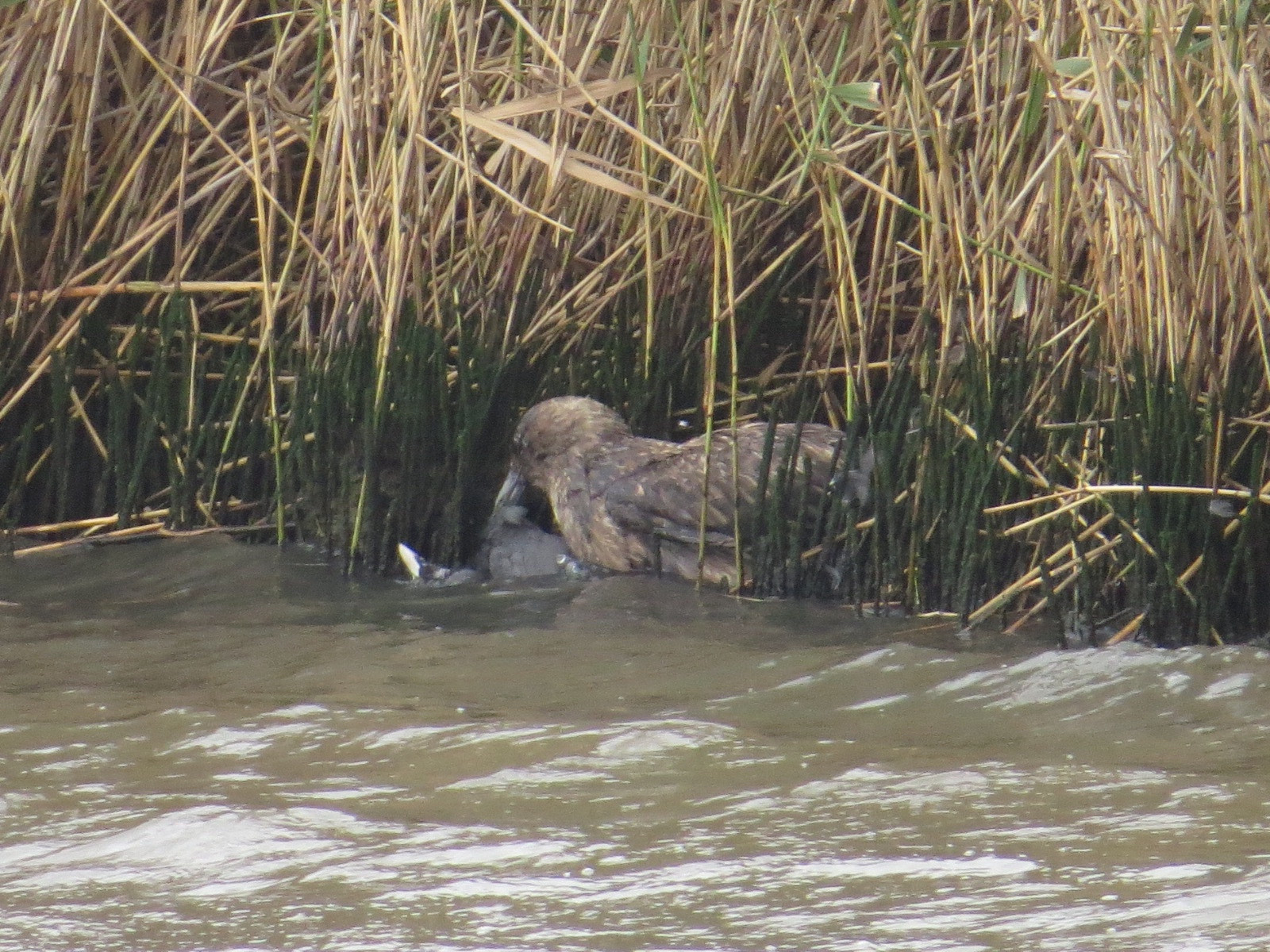 Great Skua eating the coot. The skua is tucked into the reedbed