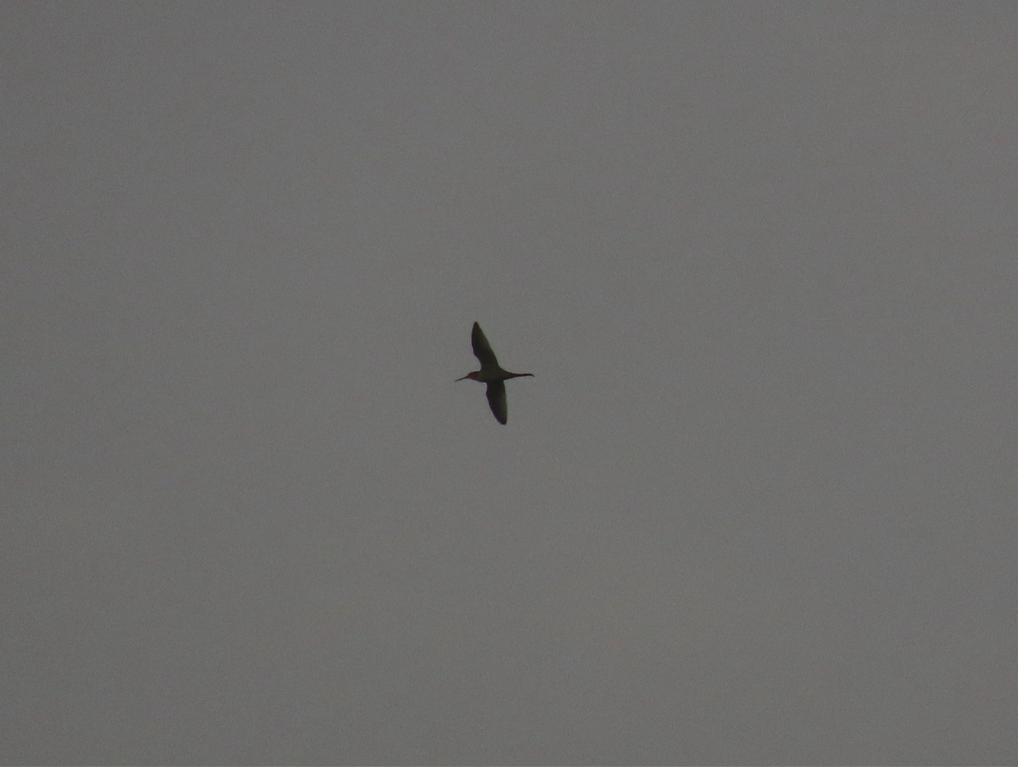 Sotted Redshank west flying over Great Posbrook Farm, probably following a hedge or something towards Hook with Warsash. Photo from 2021