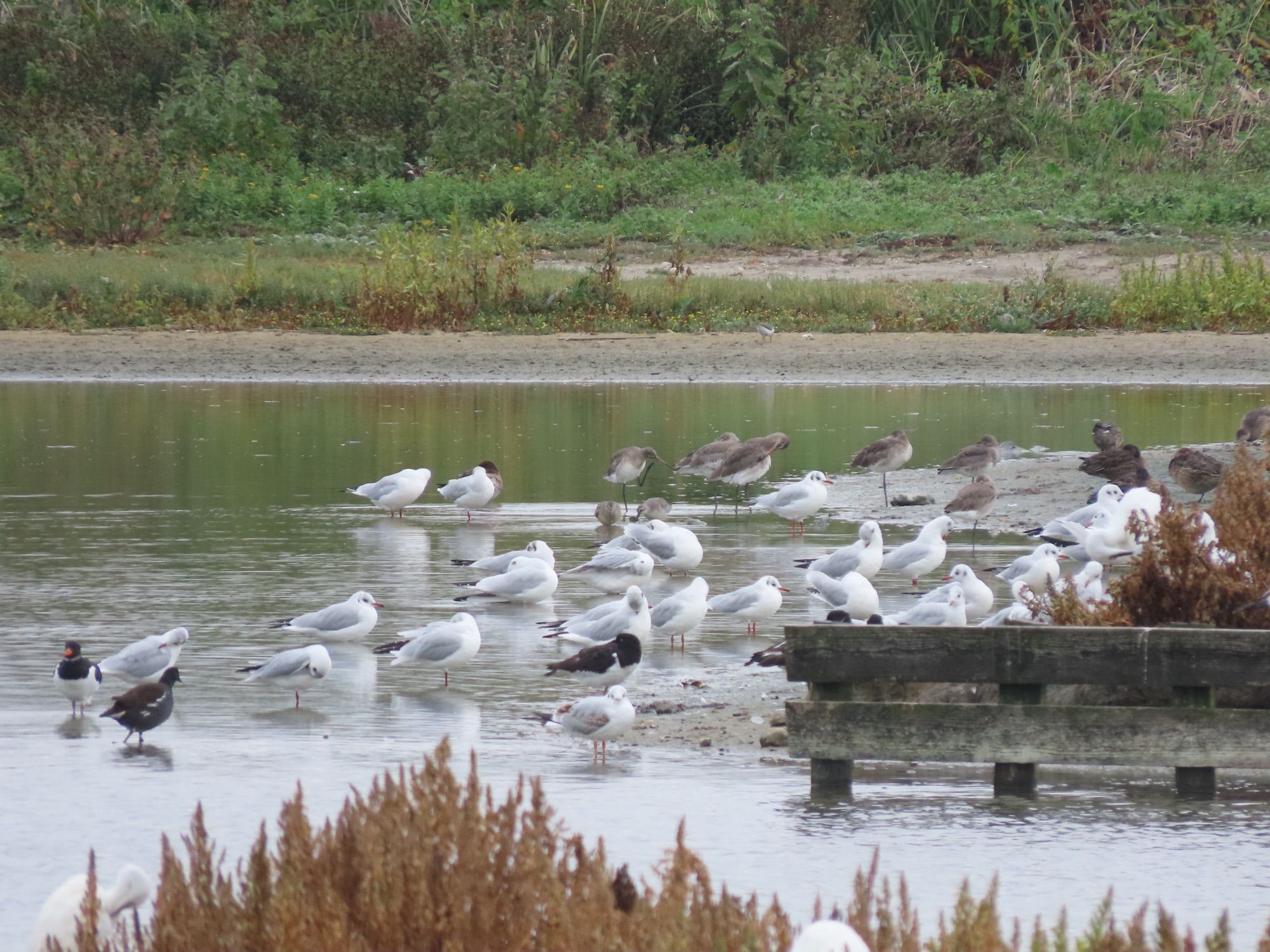 2 Knot with black-headed gulls and a few godwits