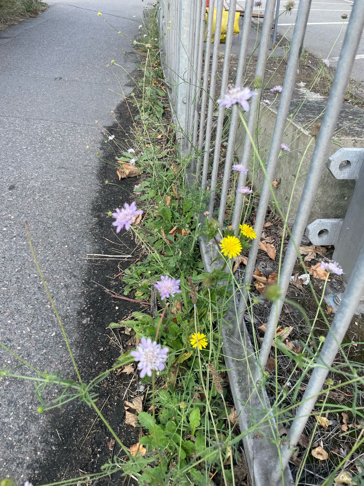 Devil's-bit scabious along a pavement