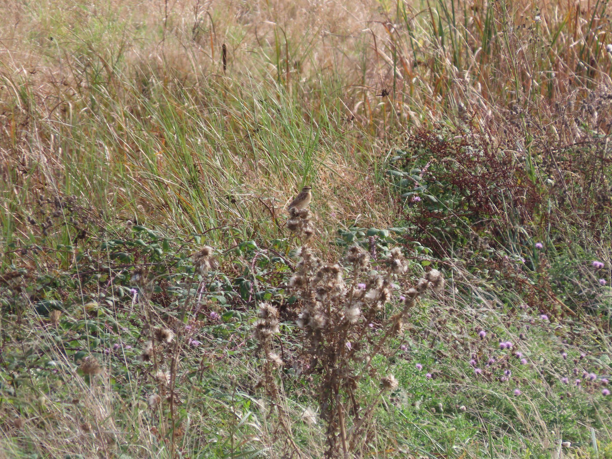 Whinchat on a thistle that has gone to seed. The area is rough grassland