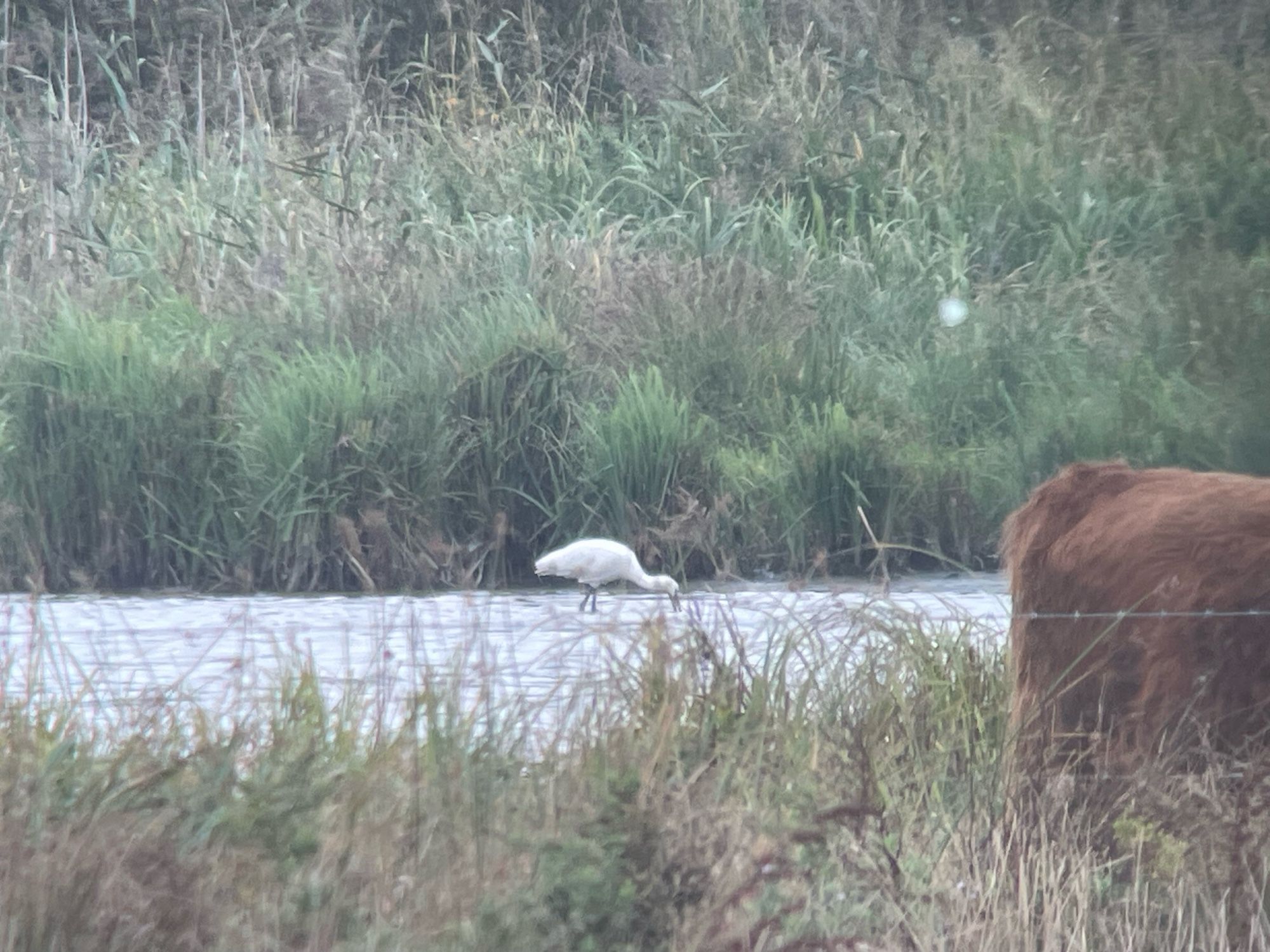 Spoonbill feeding in water with half a cow visible