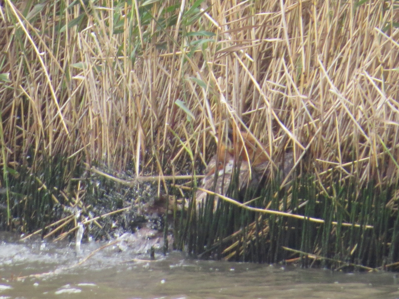 Fox has appeared from the reedbed and is holding the skua in its mouth. The skua was taken by surprise 