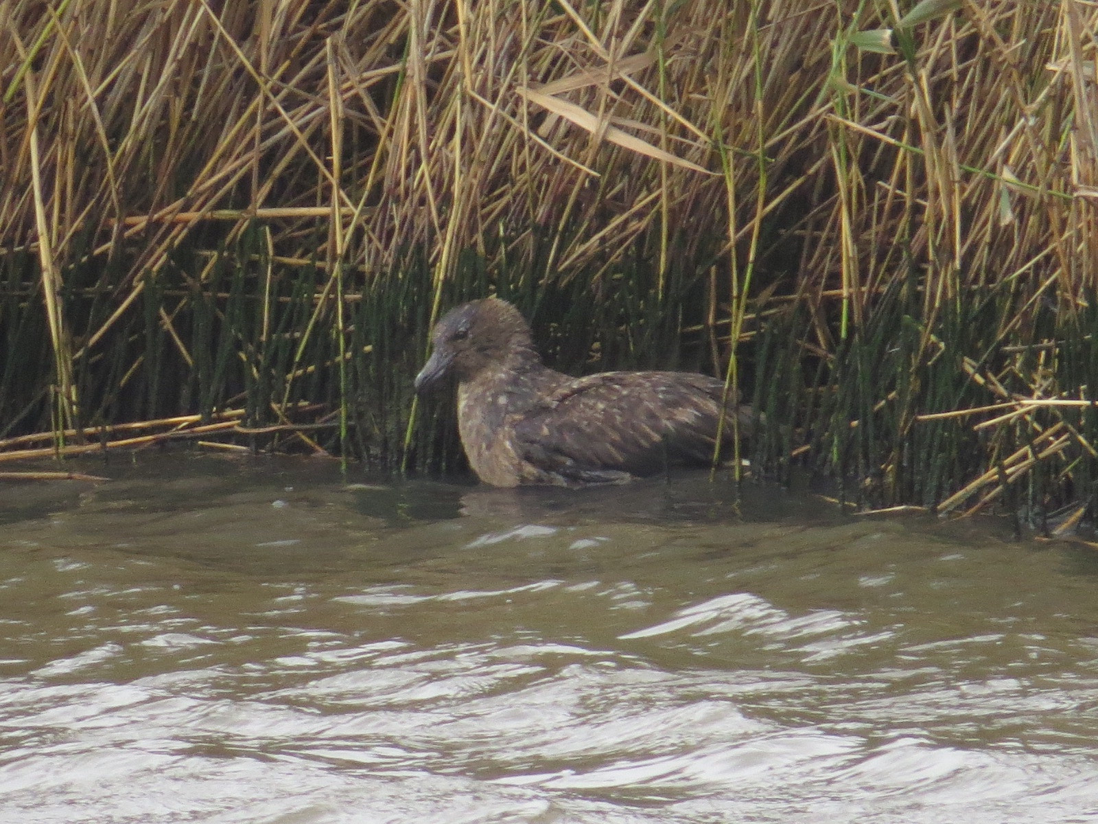 Great Skua on a river on the edge of a reedbed. It has just caught a coot which is under water in this photo 