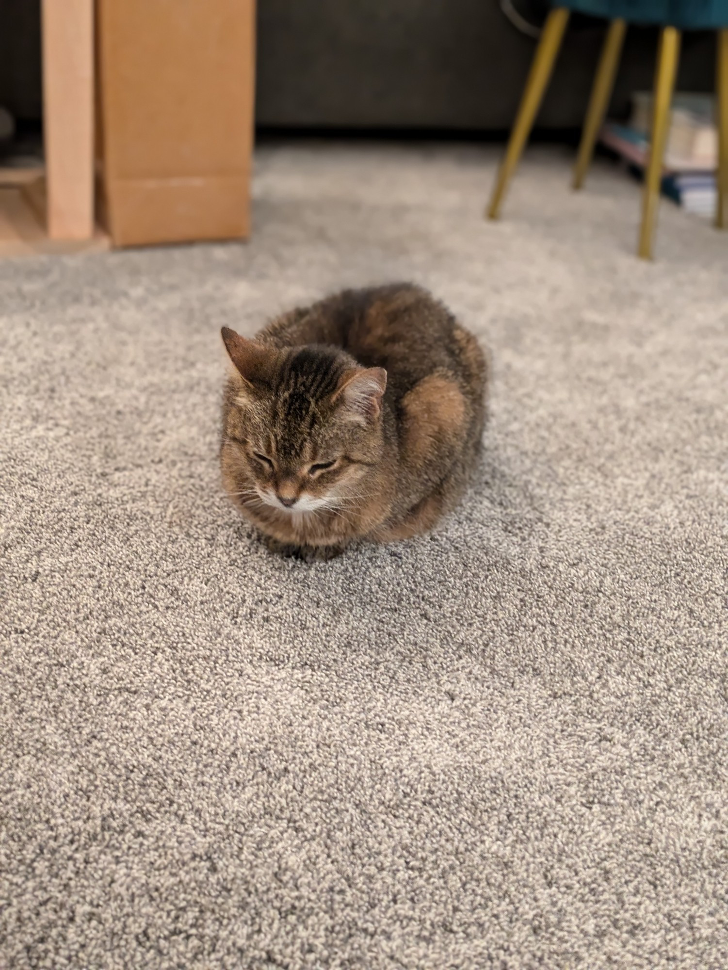 A tiger striped pixie bob cat sits on the carpet with her feet beneath her.