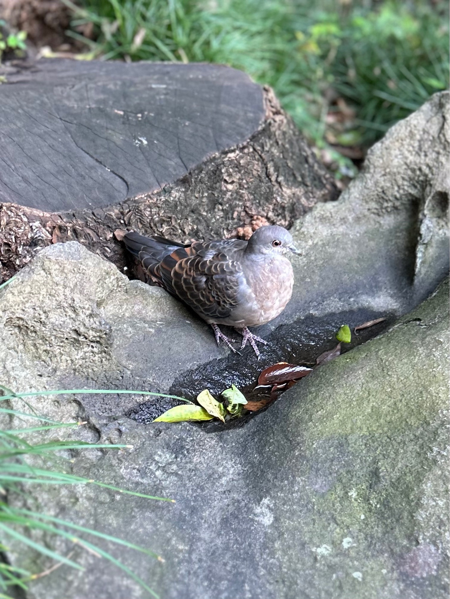 岩の上でぼんやりと佇む鳩