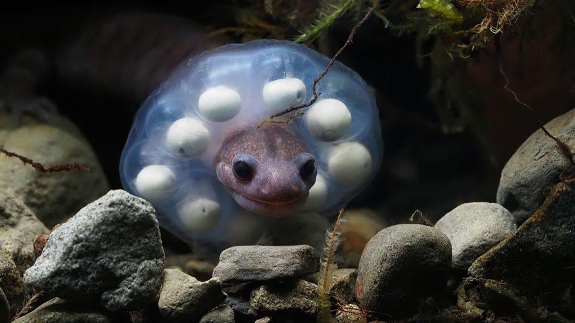 (Courtesy of the Yushan National Park Administration)