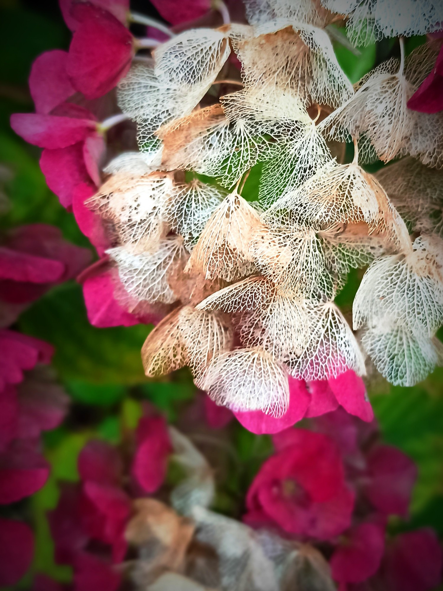 L'image montre un gros plan de fleurs séchées, dont les pétales ont pris une texture délicate et presque translucide, semblable à de la dentelle. Ces pétales, autrefois d'un rose vif, ont maintenant un aspect plus fragile et desséché, contrastant avec les fleurs en arrière-plan qui conservent encore des teintes rosées.
