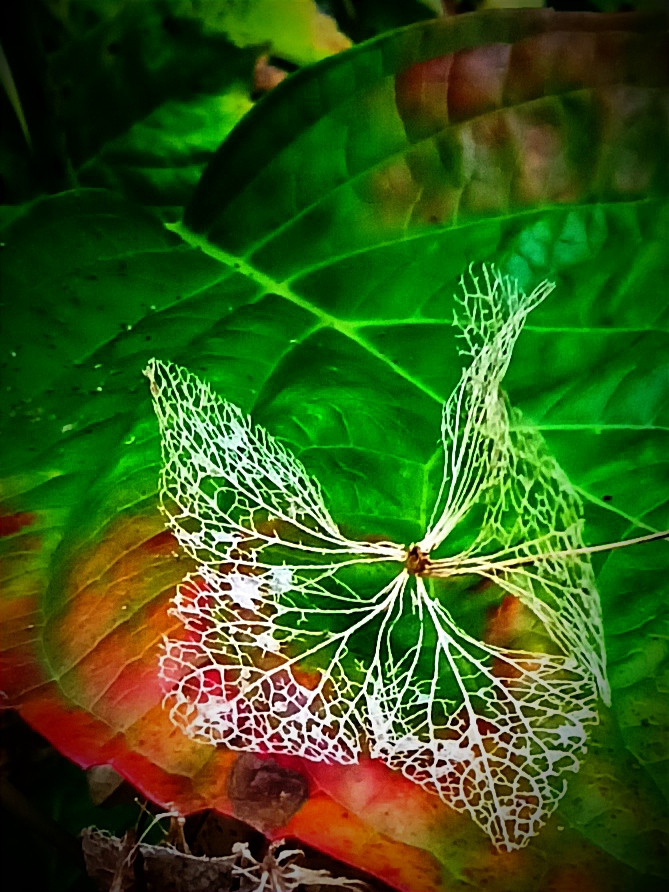 Fleur séchée d'hortensia sur feuille verte. 