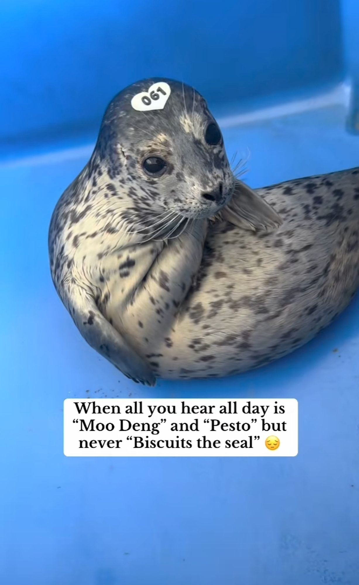 a baby harp seal, soft grey and spotted. she has a little heart shaped tag on her head that reads 190