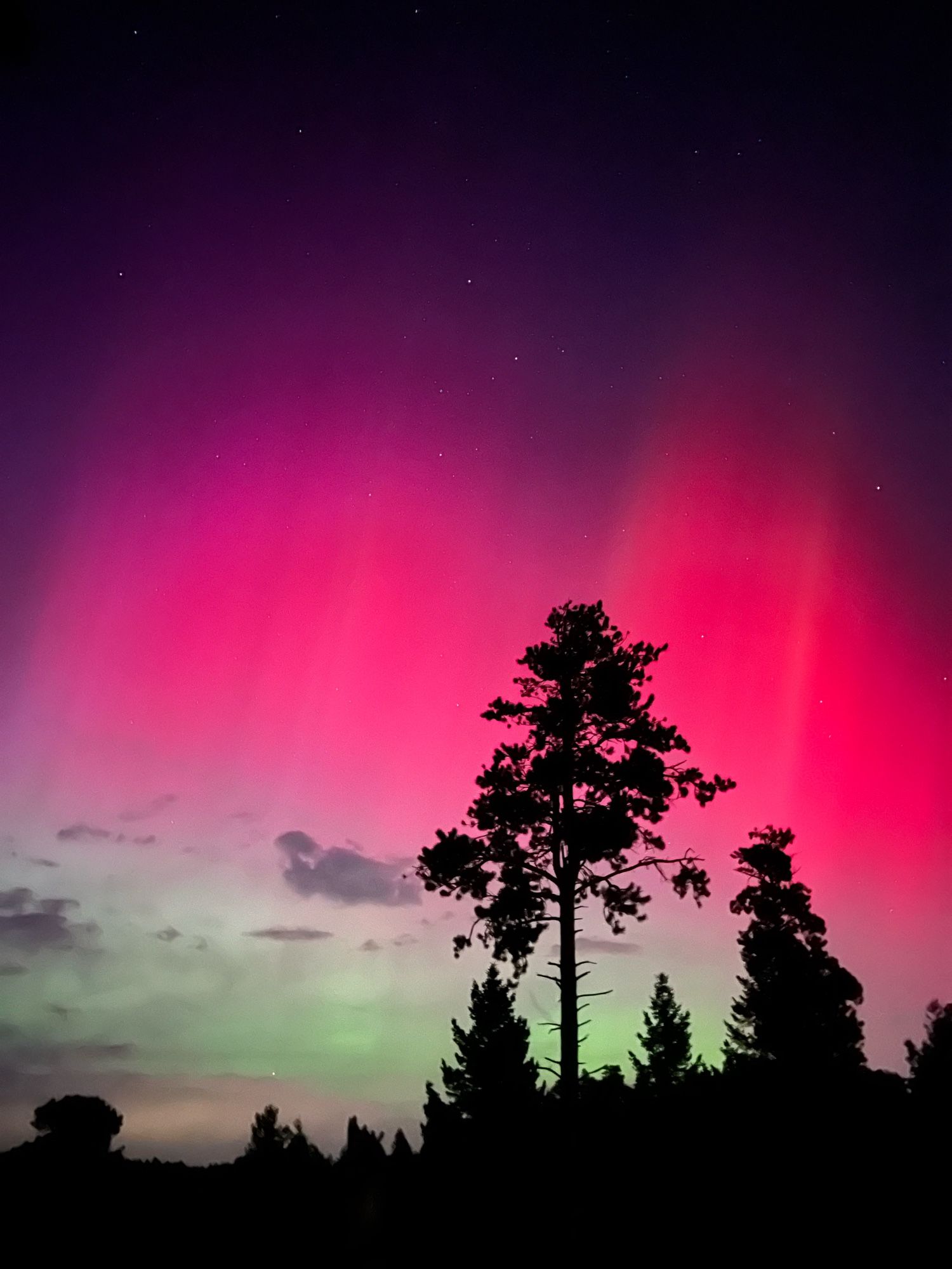 Brilliant pink and green aurora above a tree lined horizon