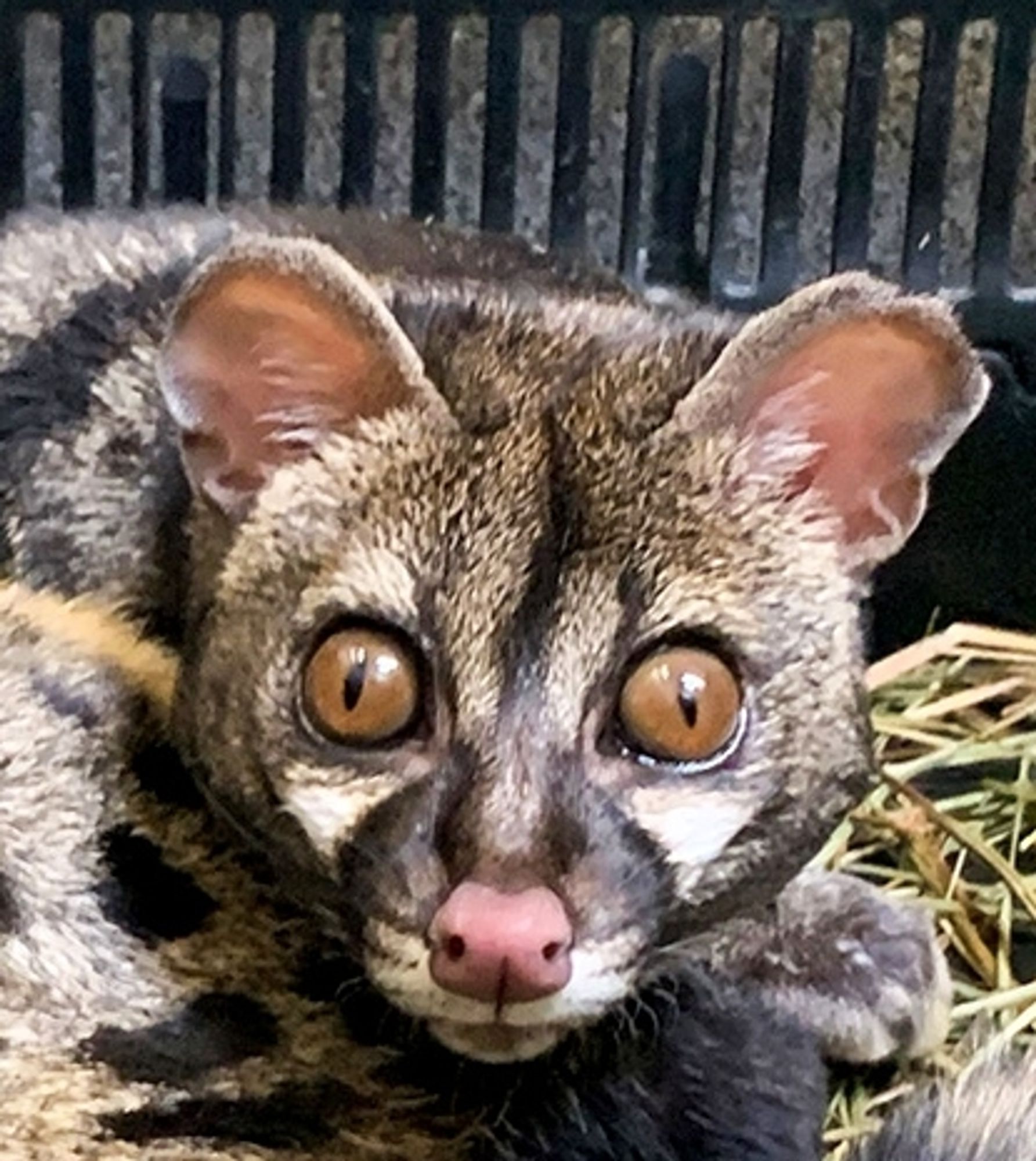 Cropped photo of a Genet who looks silly with their big eye look