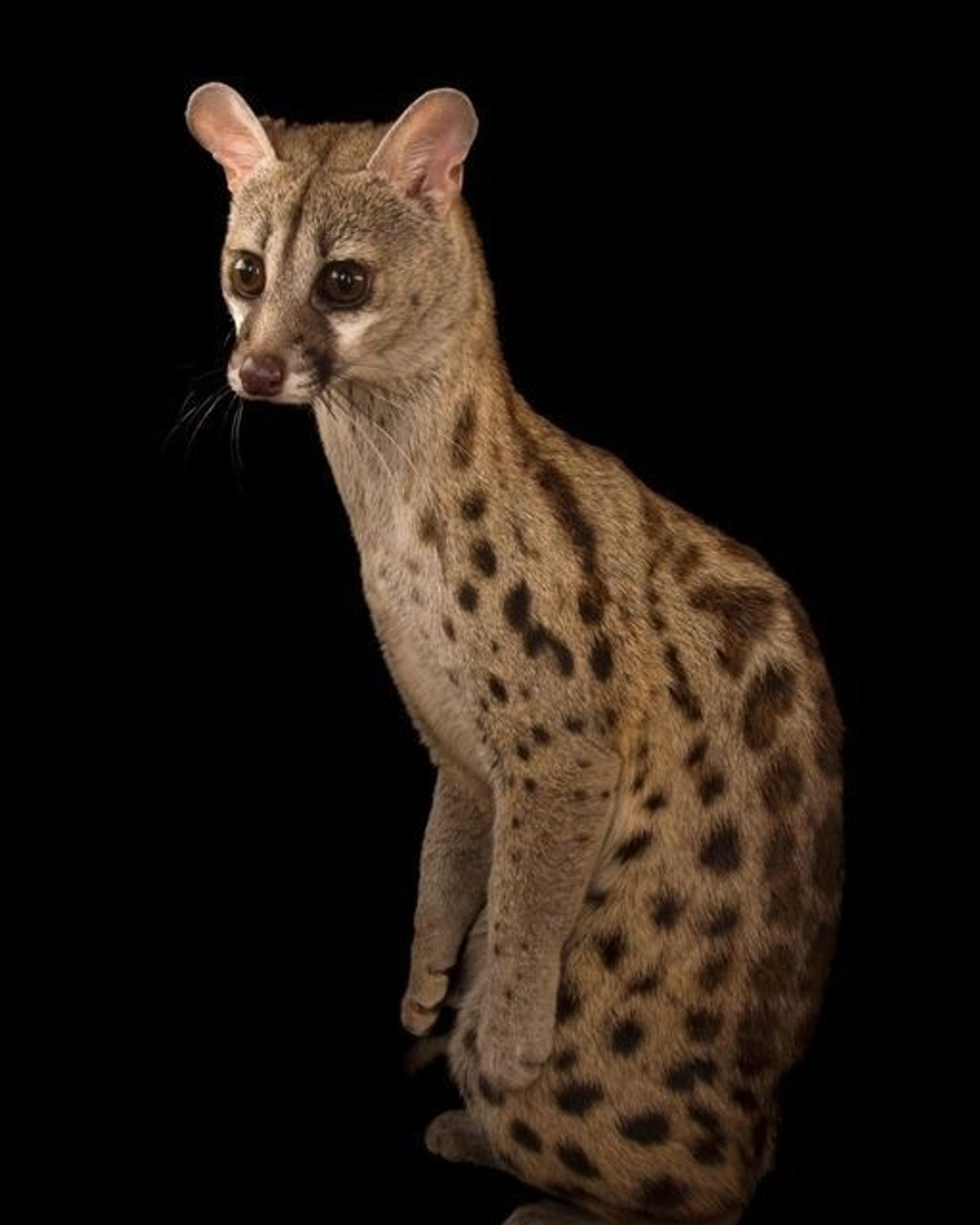 Genet standing up on two legs.