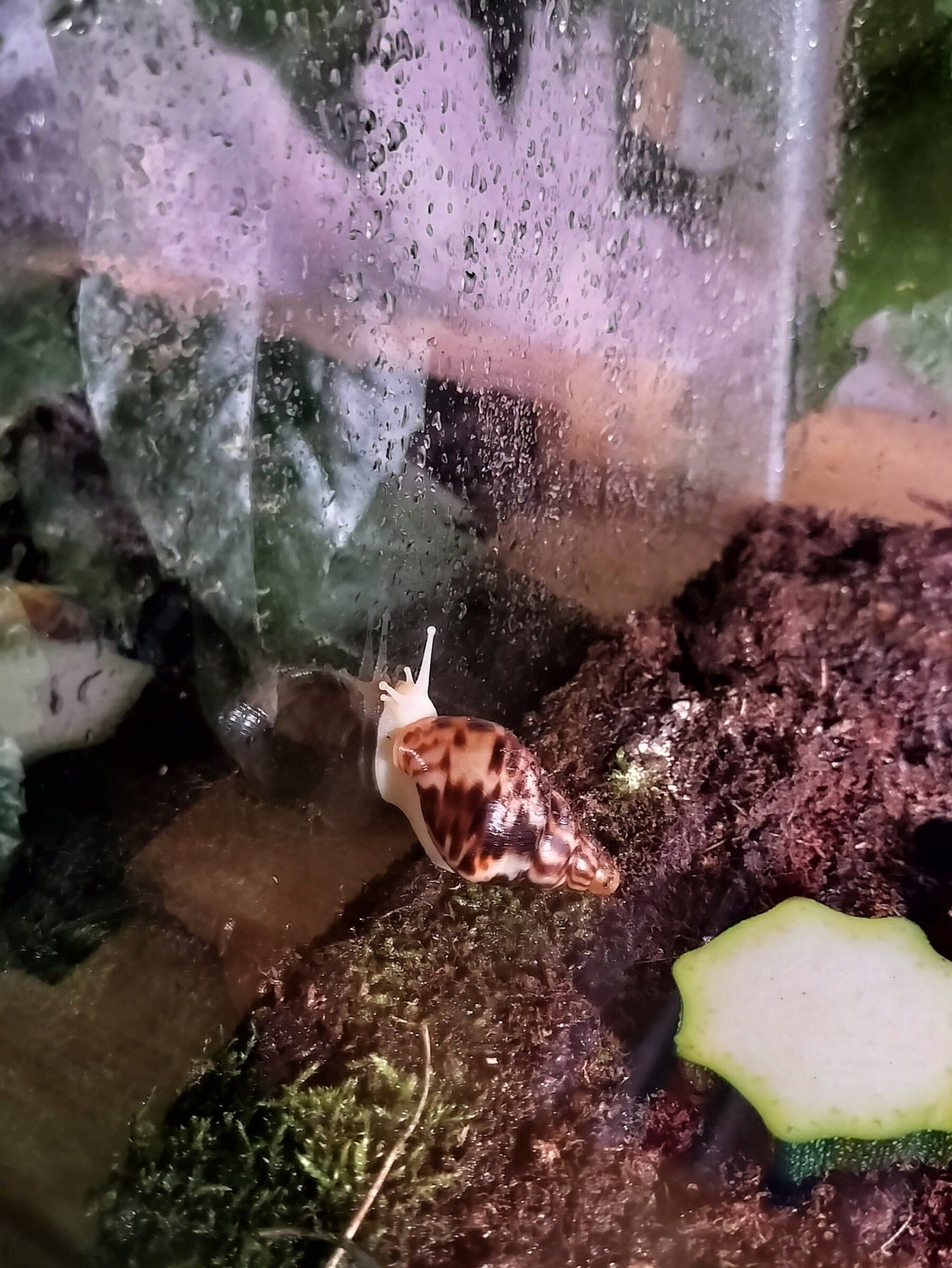 Photo of a snail that is starting to climb on a terrarium glass. There is a piece of zucchini behind the animal on the soil.