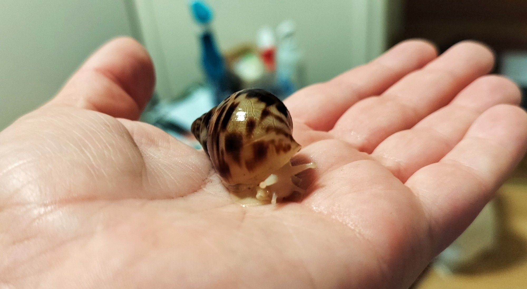 Photo of a snail on a hand. The shell is cream colored with some darker spots.