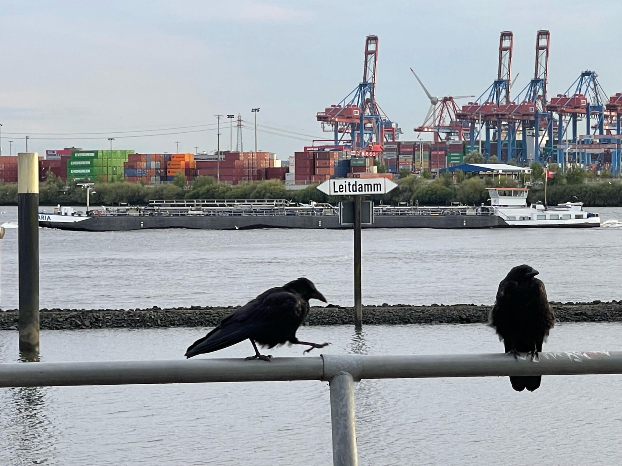 Zwei Raben auf einem Geländer, dahinter der Leitdamm des Radarturms Altona, dahinter Schiffsverkehr und das Containerterminal Burchardtkai.