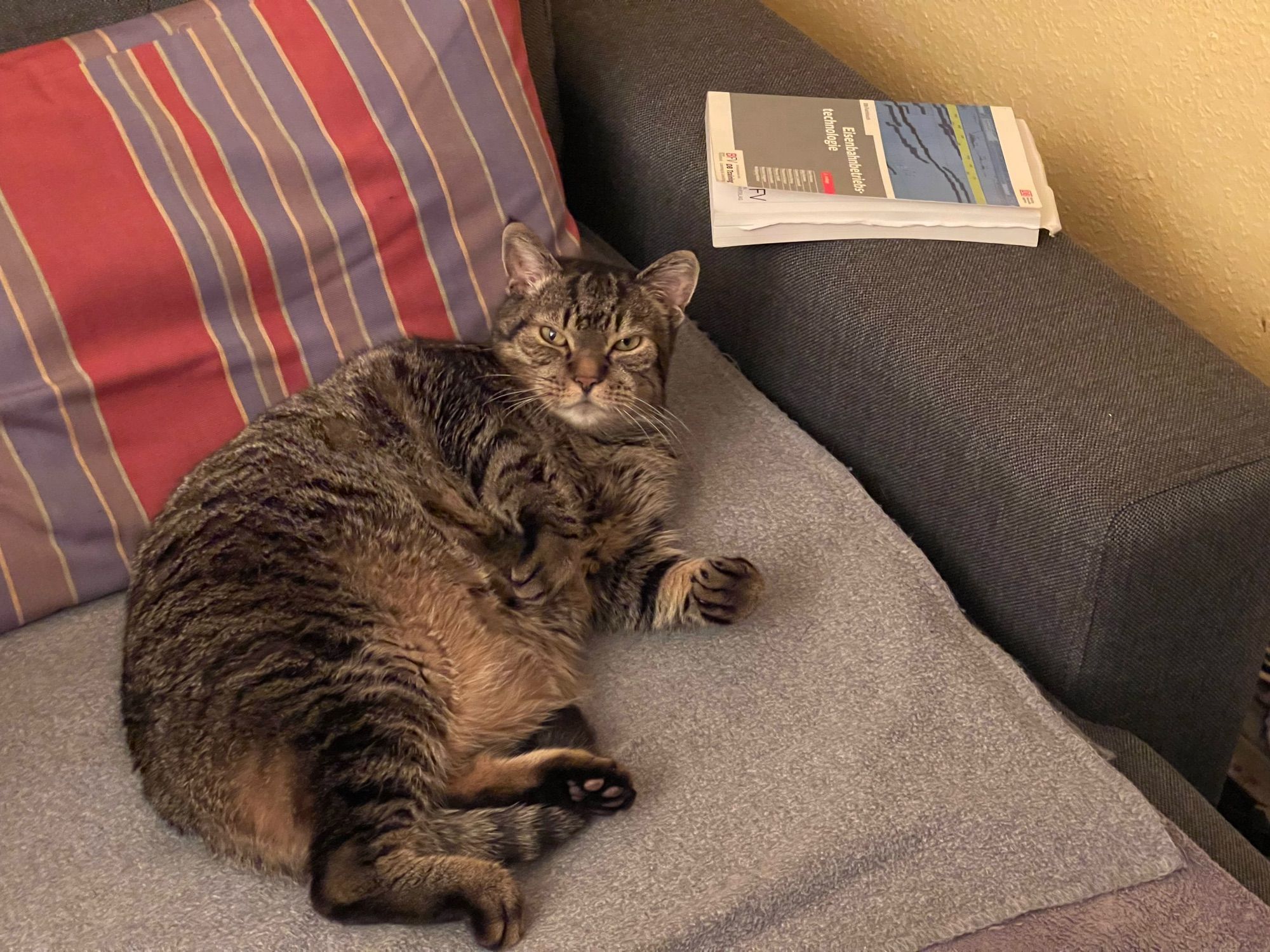 Getiegerte pummelige Katze schaut über ihren Bauch hinweg zum Fotografen und macht den Eindruck dass sie sich gestört fühlt.