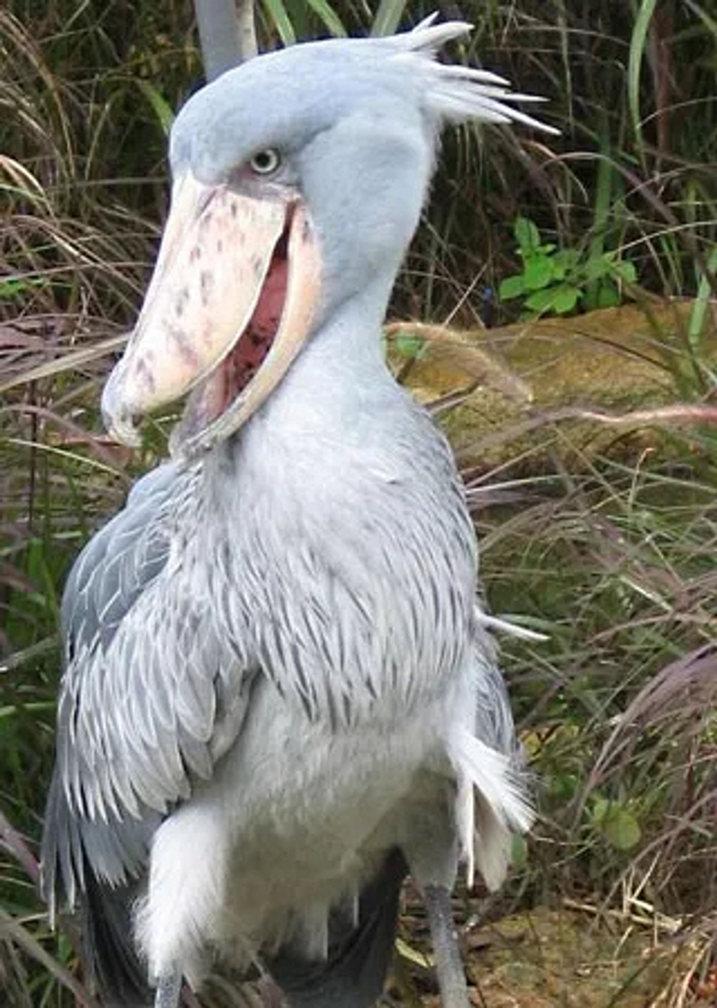 A shoebill stork lookin like it’s plotting its archenemy’s demise