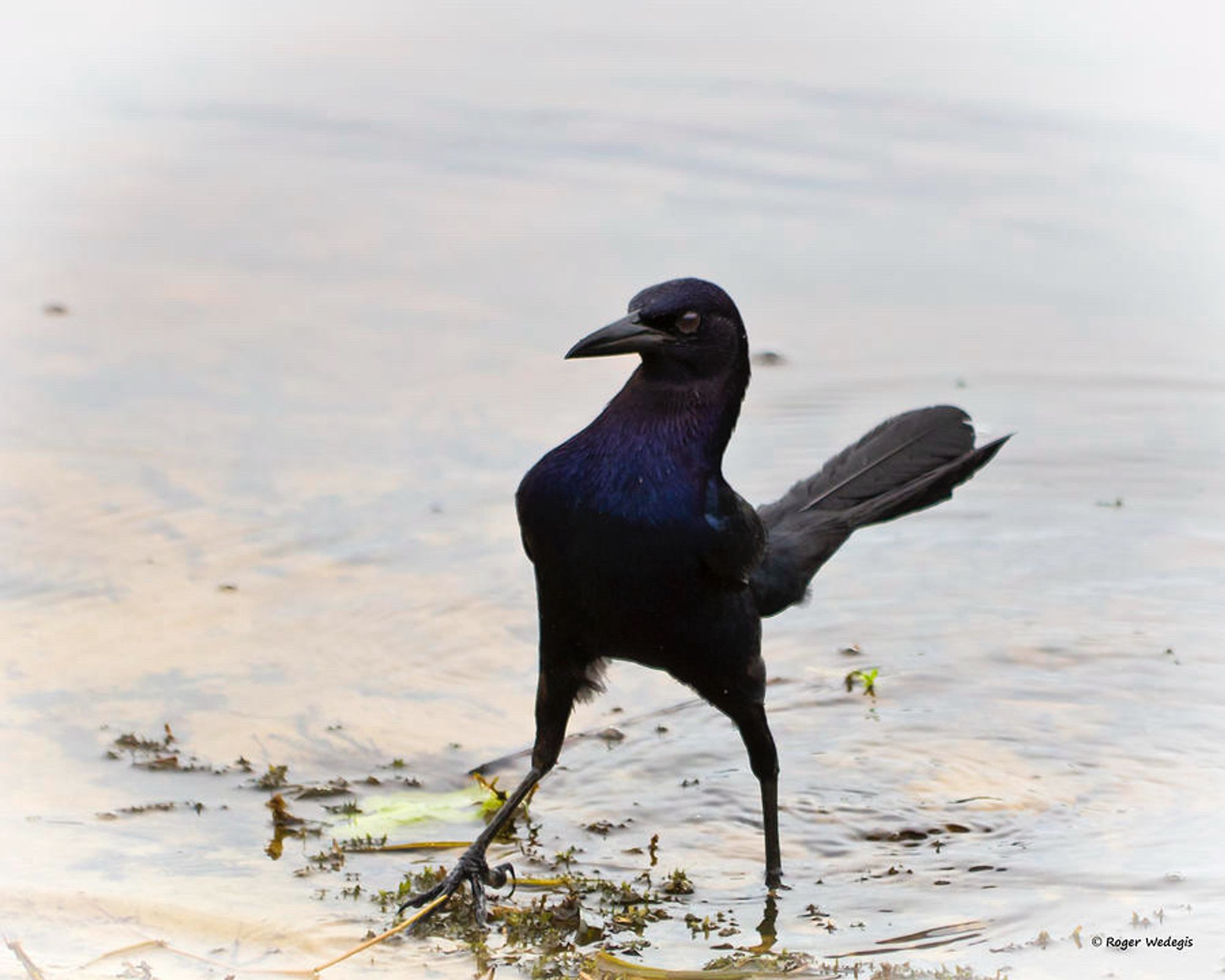 A crow doing a cool walk to keep itself dry I guess?