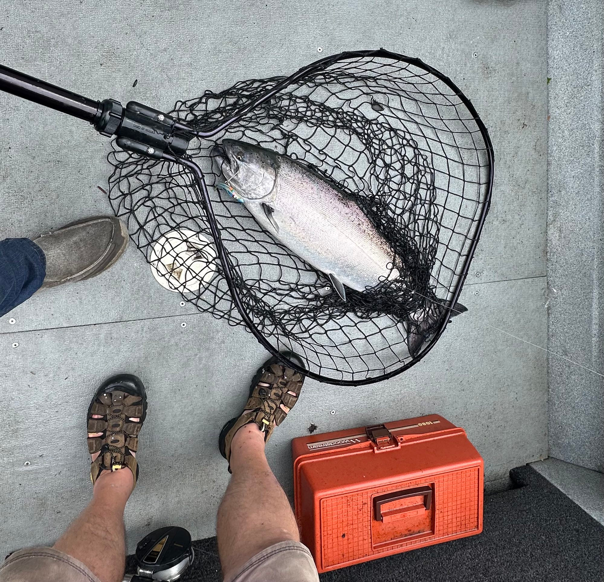 12lb Spring salmon freshly caught (still in the net)
