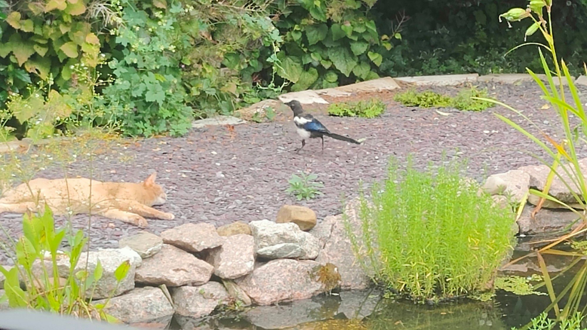 On a raised stone chip platform by a garden pond, a cat lies on her side watching a magpie a metre away. The magpie is very aware of her