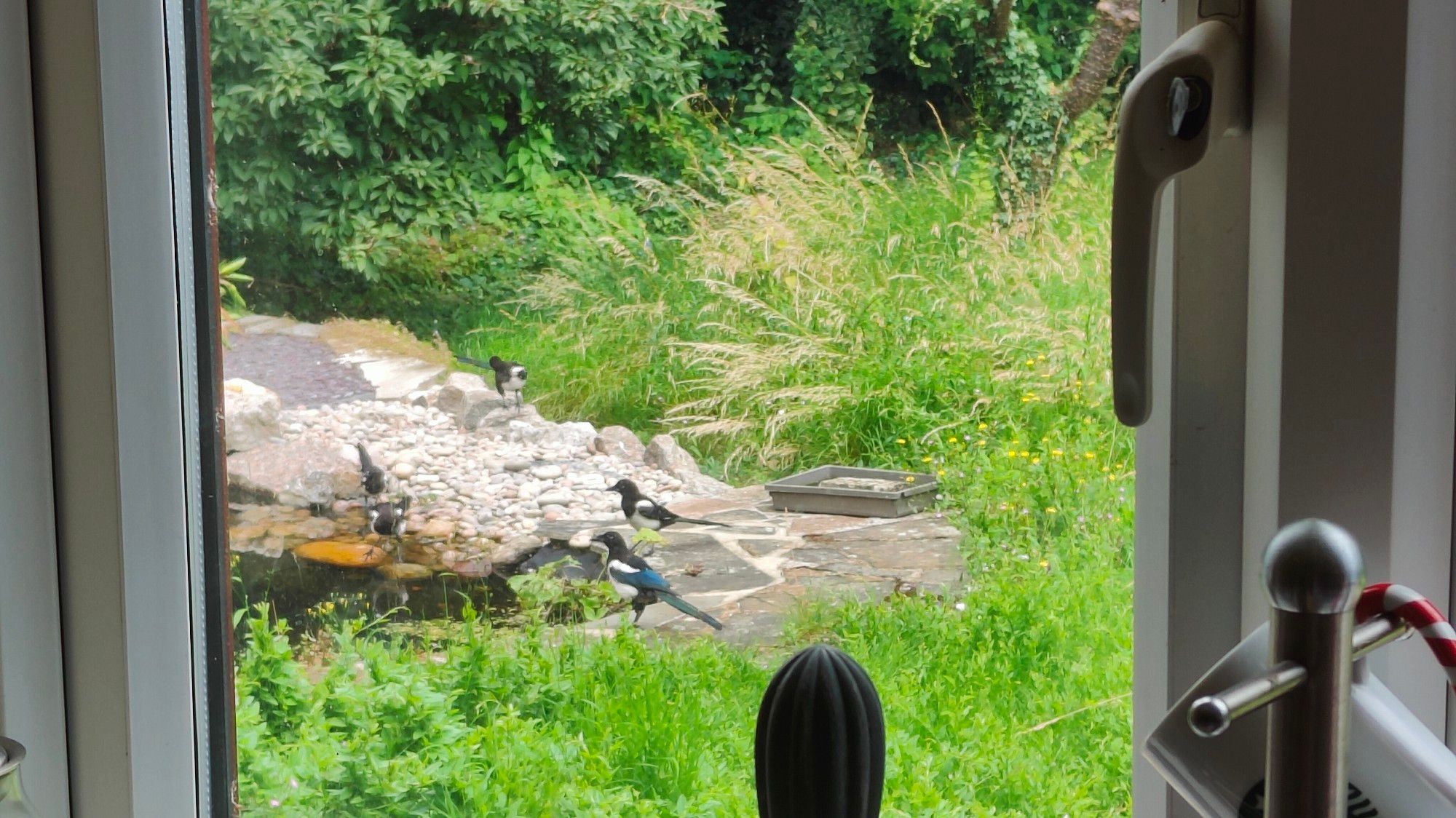 5 magpies gathered around the end of a garden pond, as seen from a kitchen window. There's a small rocky beach leading down to the water, and tall grass around