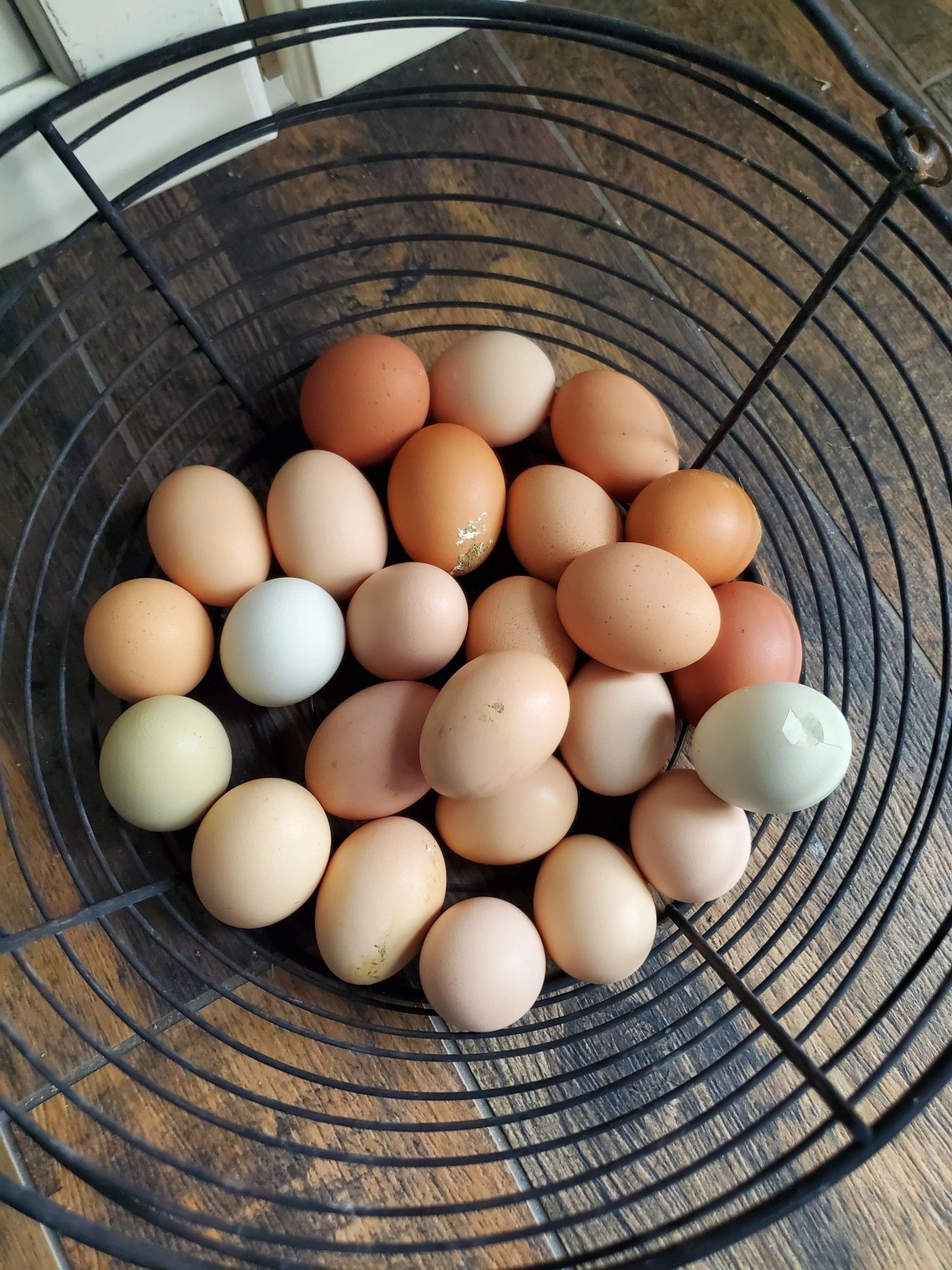 25 chicken eggs in color ranging from light green to ivory to tan and brown in a black wire basket on my faux wood tile floor.