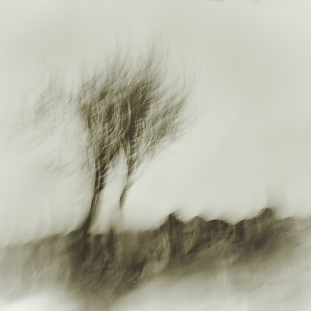 Mono, intentional camera movement image of two trees on Dartmoor