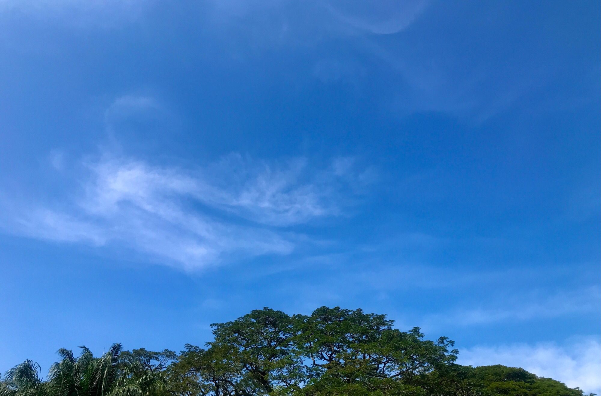 foto langit biru, awan putih tipis, pucuk pohon.