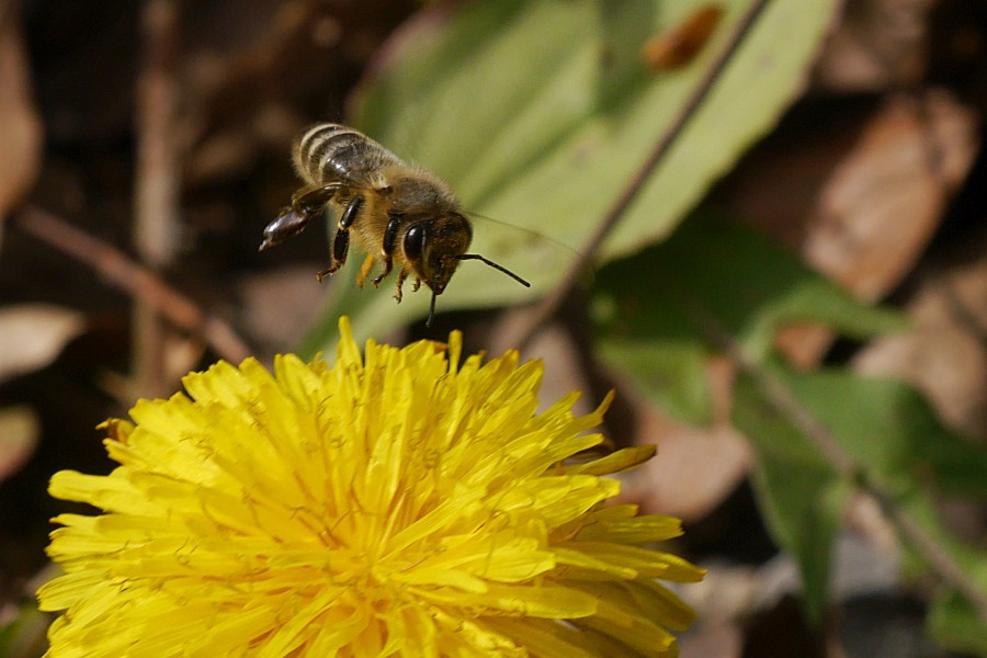 Biene im Flug kurz vor einer Löwenzahnblüte