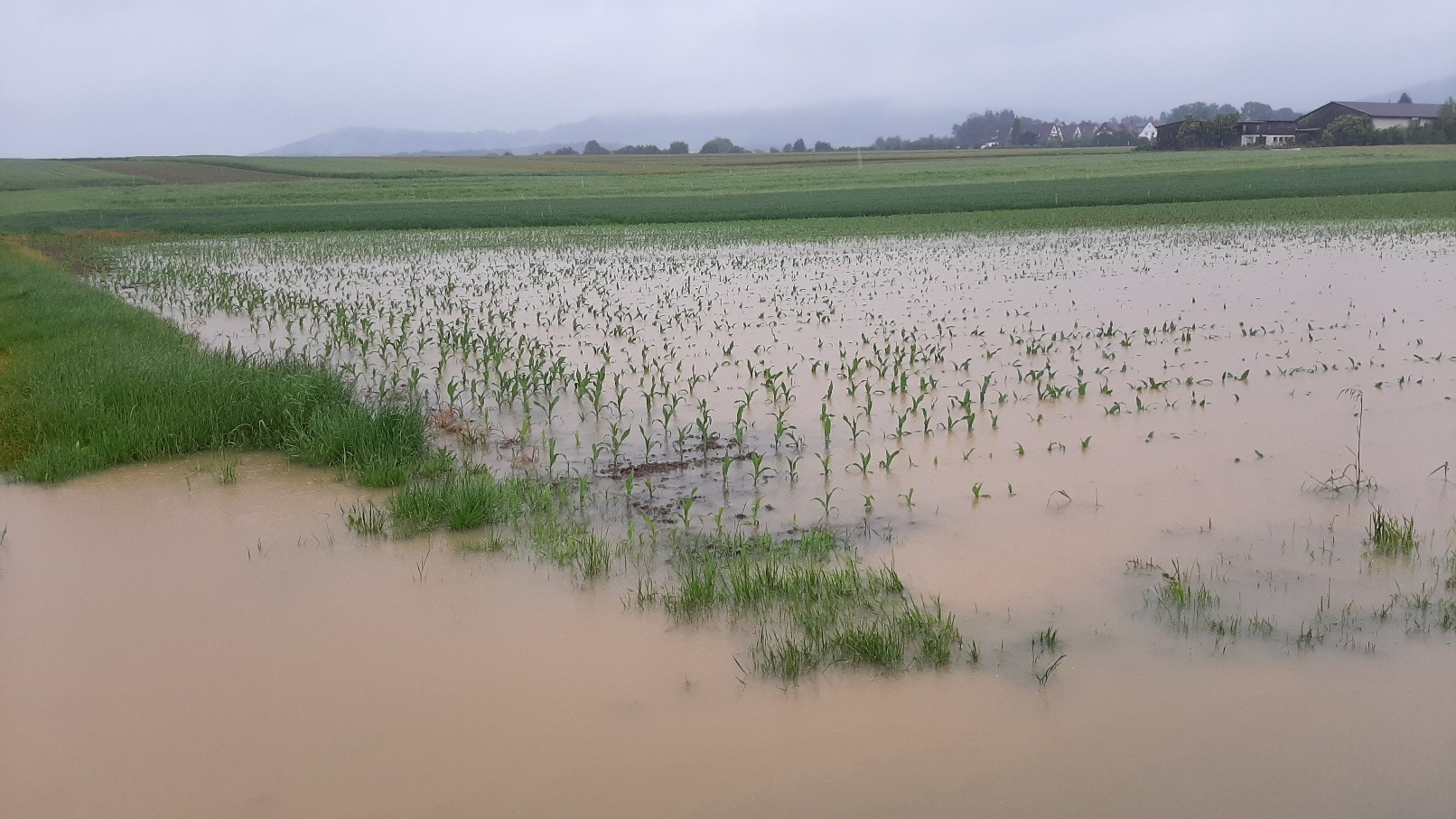 Maisfeld unter Wasser