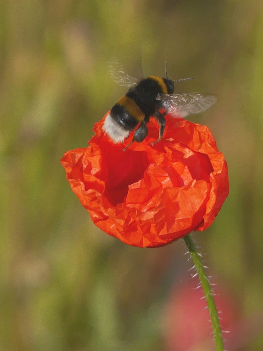 Abflug von der Mohnblume