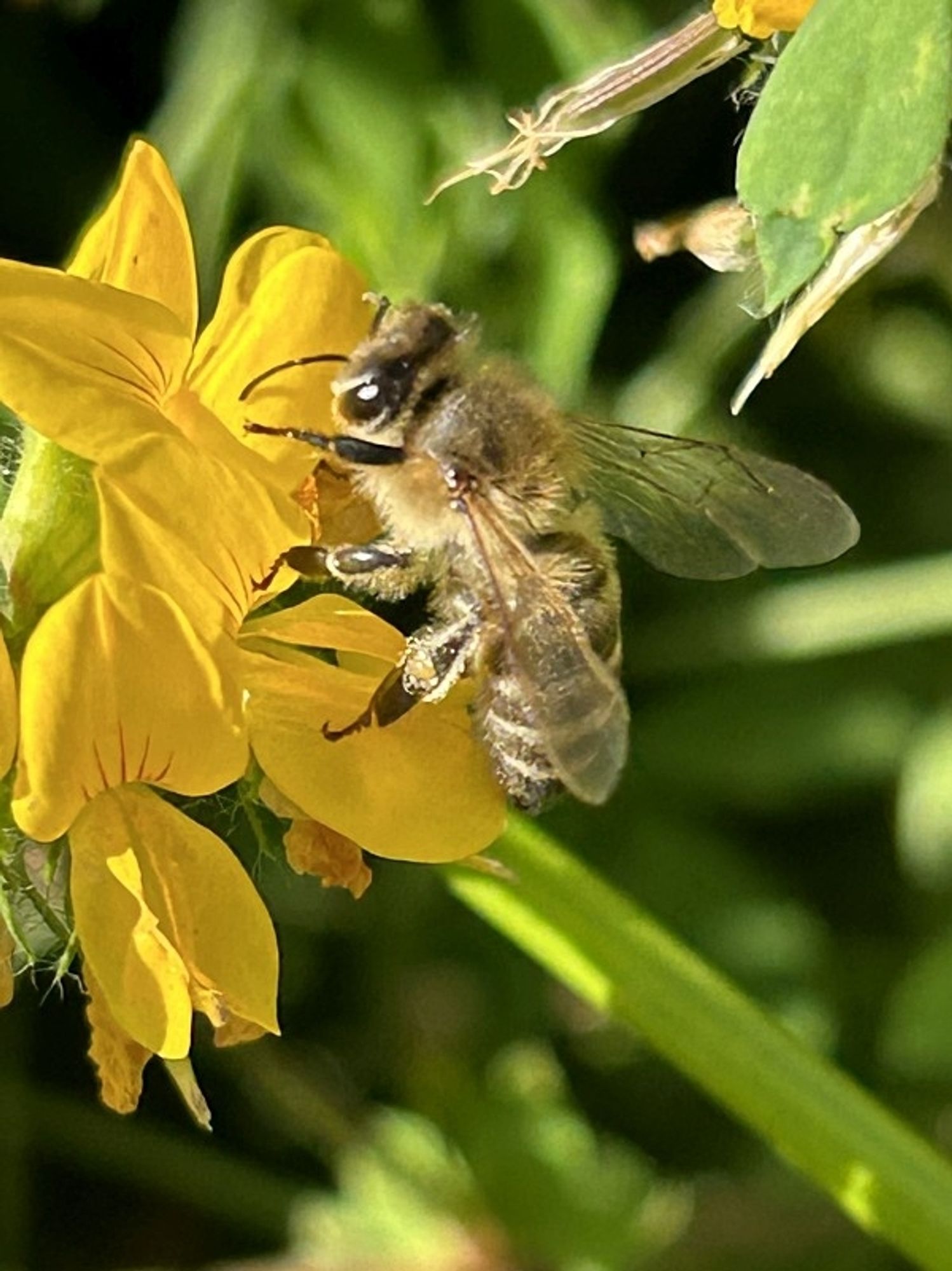 Wildbiene auf einer gelben Blüte