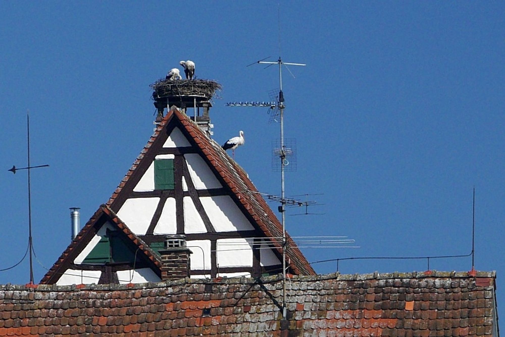 Störche auf altem Fachwerkhaus