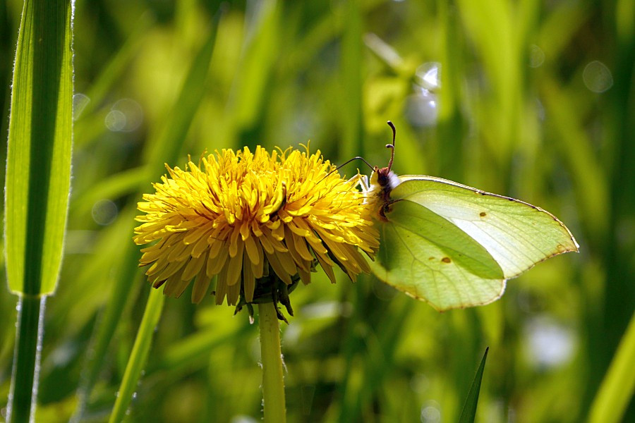 Schmetterling an einer Löwenzahnblüte