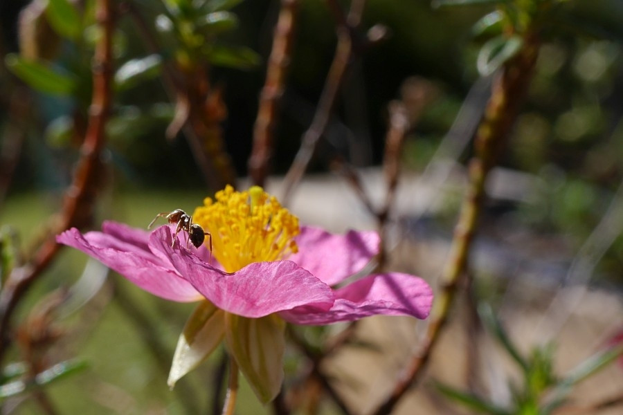 Ameise auf einer Blüte von unserem Sonnenröschen