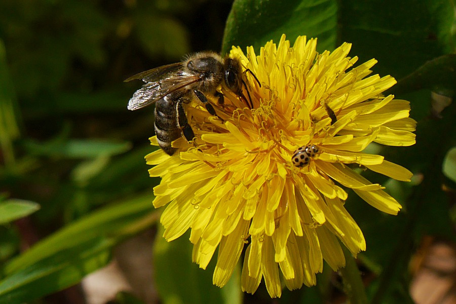 Biene und ein Käfer auf einer Löwenzahnblüte