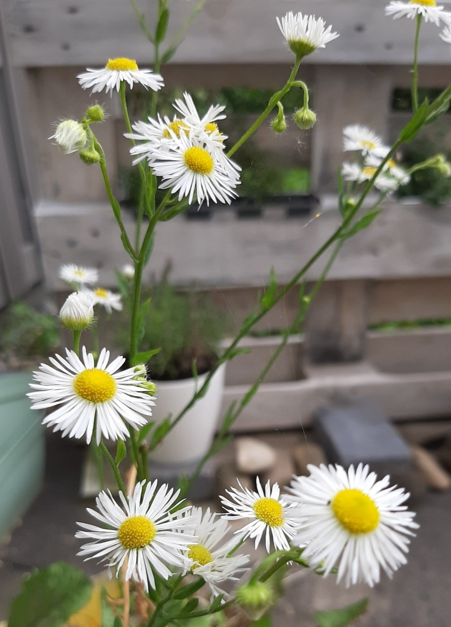 Weiß-gelbe Blüten als Farbtupfer auf der Terrasse